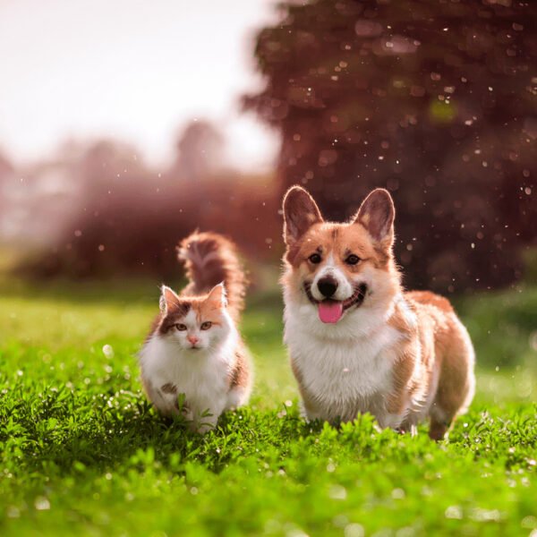 Plato Doble de Acero para Perro y Gato - Imagen 3