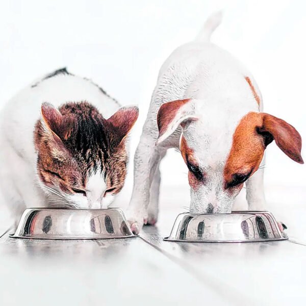 Plato Antideslizante Grande para Perro y Gato Naranja - Imagen 3