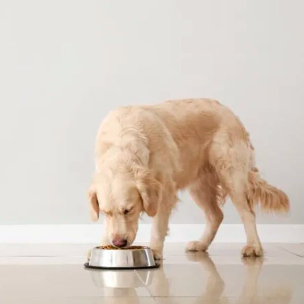 Comida Perros Problemas Urinarios Equilibrio Urinary 7.5kg - Imagen 2