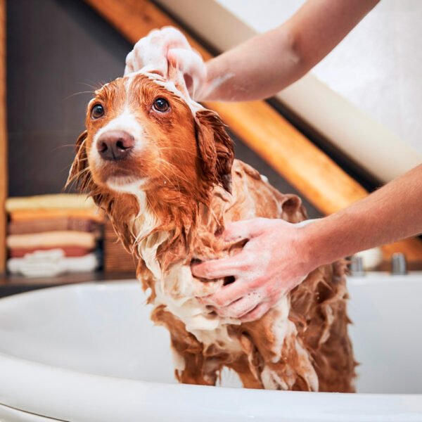 Shampoo Antipulgas para Perros Ibasa 200ml - Imagen 4