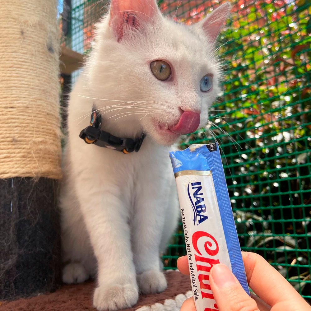 Snack Cremoso para Gato Churu Sabor Atún 24 x 14gr - Imagen 3