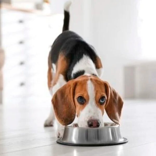 Comida Perros Problemas Urinarios Equilibrio Urinary 7.5kg - Imagen 3