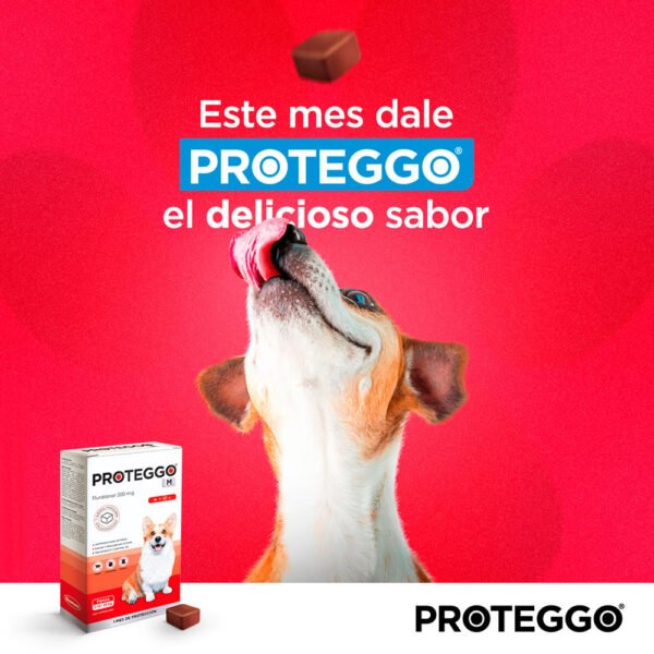 Antipulga Masticable Proteggo 1M para Perros de 10 - 20 kg - Imagen 2