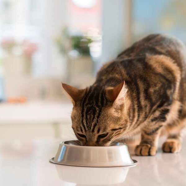 Comida para Gatos Adultos Canbo Cat Senior Pollo 1 kg - Imagen 3