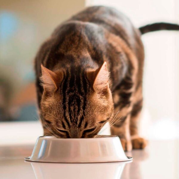 Comida para Gato Castrado Equilibrio 1 a 7 años 7.5 kg - Imagen 3