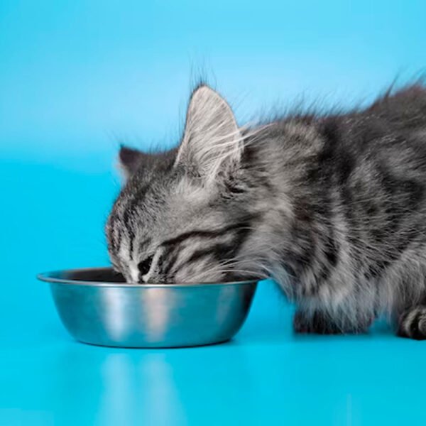 Comida para Gatitos Equilibrio Todas las Razas 7.5 kg - Imagen 3