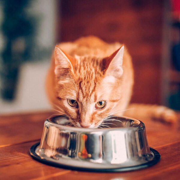 Comida para Gato Castrado Equilibrio 1 a 7 años 7.5 kg - Imagen 2
