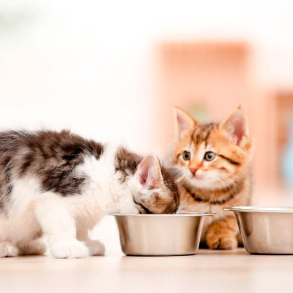 Comida para Gatitos Equilibrio Todas las Razas 1.5 kg - Imagen 2