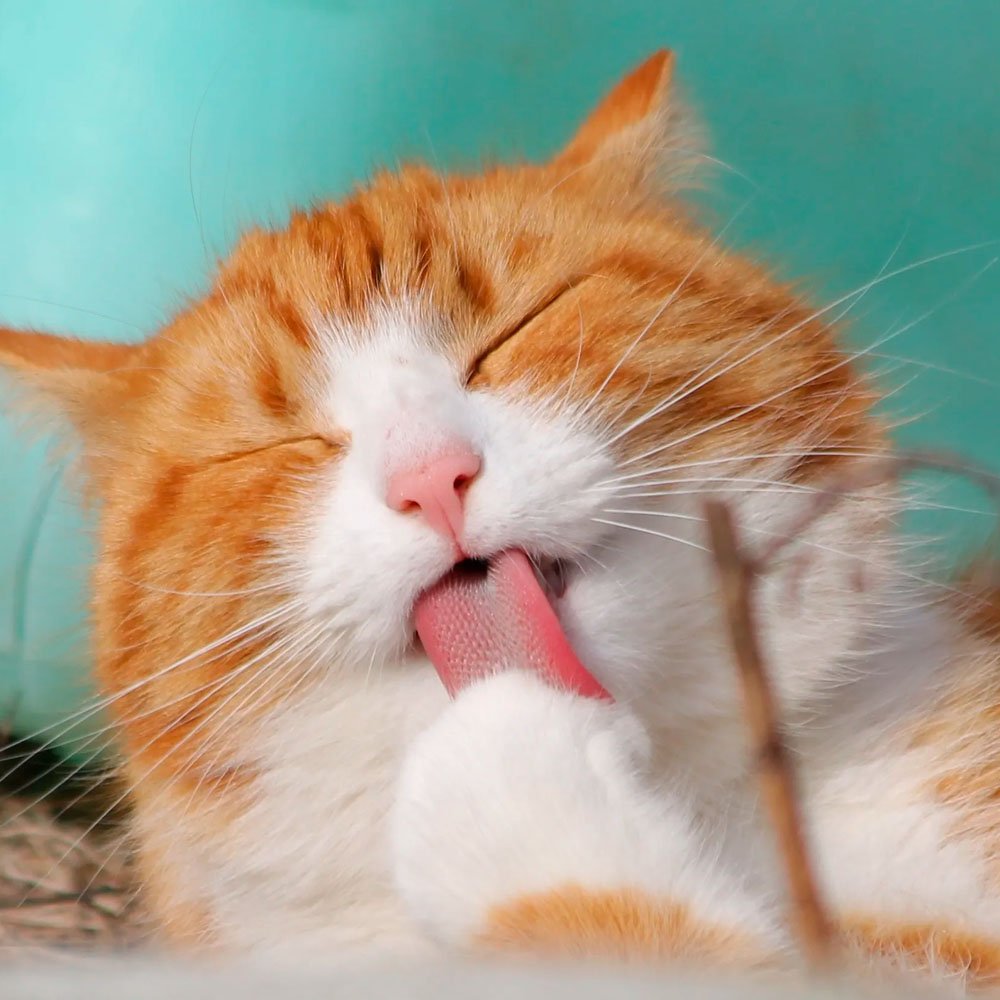 Comida Húmeda para Gatos Ricocat Filetitos Pavo 85gr - Imagen 3